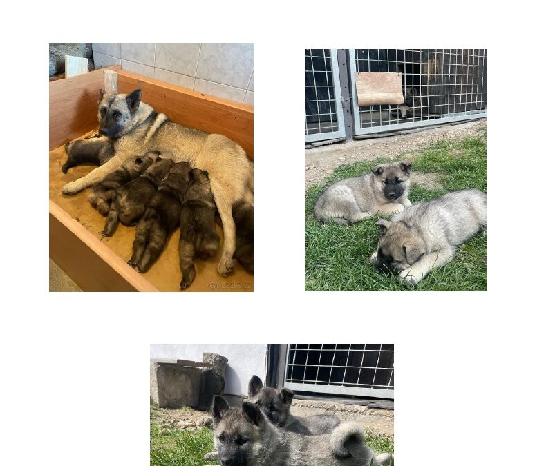 PRODEJ ŠTĚŇAT NORSKÉHO LOSÍHO PSA S PP – CHS KŘEČSKÉ DUBY