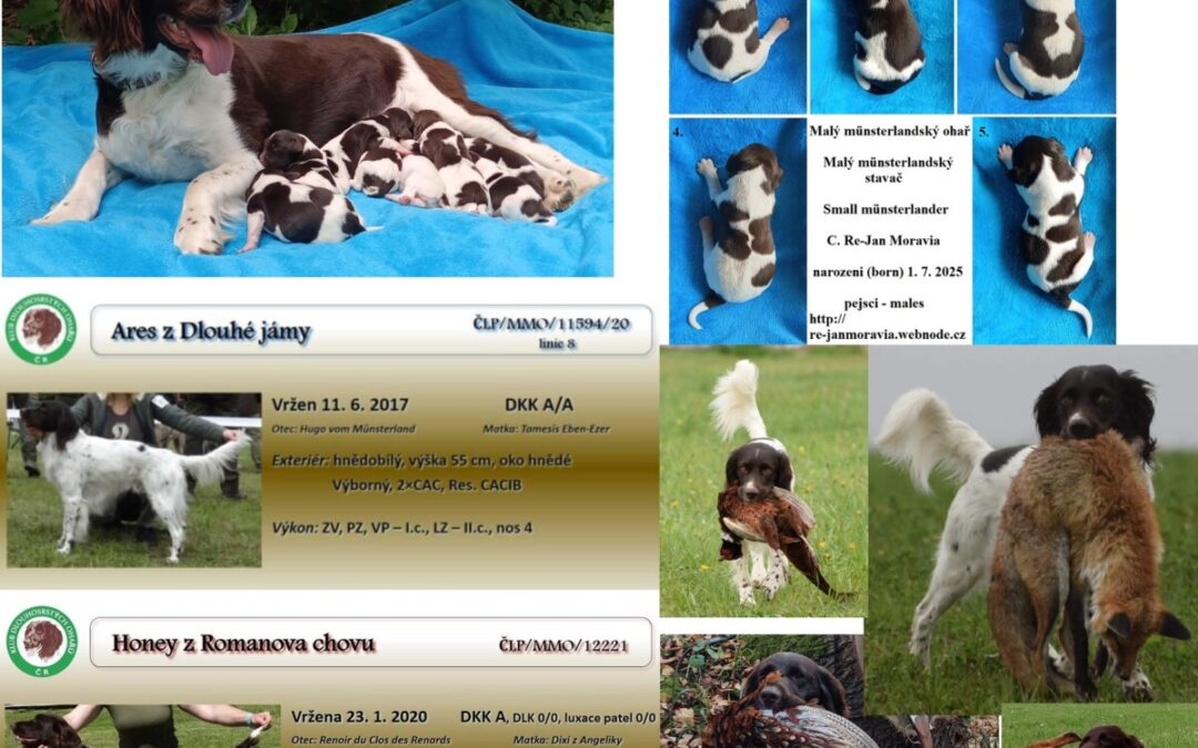 ChS Re-Jan Moravia zadá štěňata malého münsterlandského ohaře