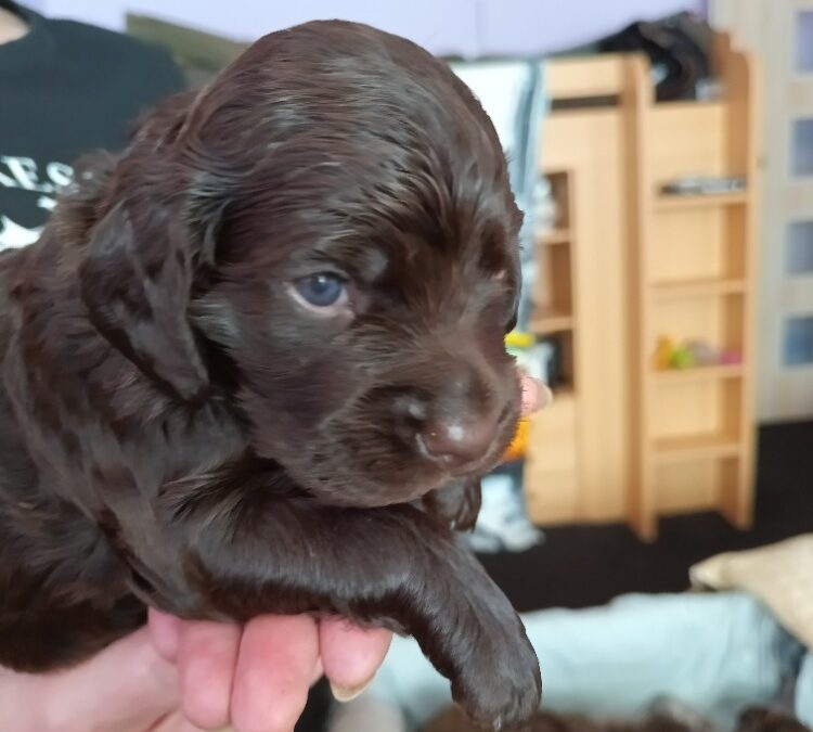 Zadání štěňat Německého křepeláka – CHS Od Zelené Olše