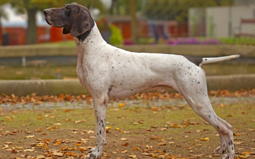 CHS z Údolí Bílé Nisy – Zadá poslední dvě volná štěňata