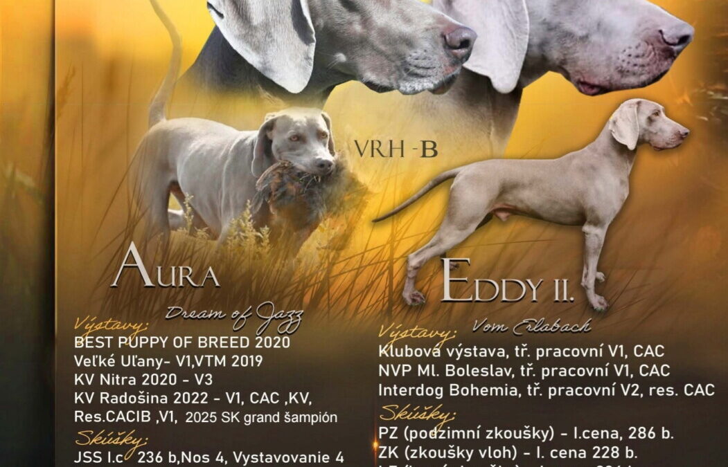Slovenská chovatelská stanice “Aura hunter” nabízí štěňata